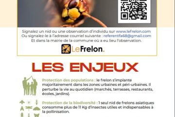 2024-08/1723194927_frelon-asiatique-4